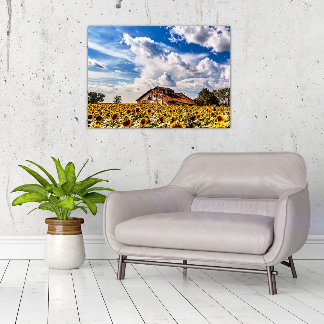 Skleněný obraz slunečnicového pole (V020405V7050GD)