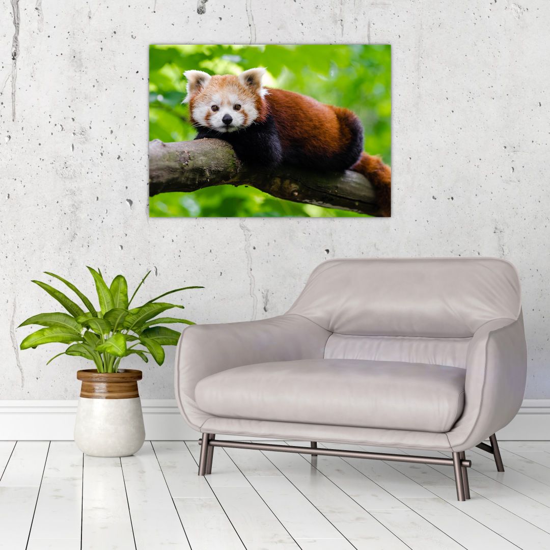 Skleněný obraz pandy červené (V020455V7050GD)