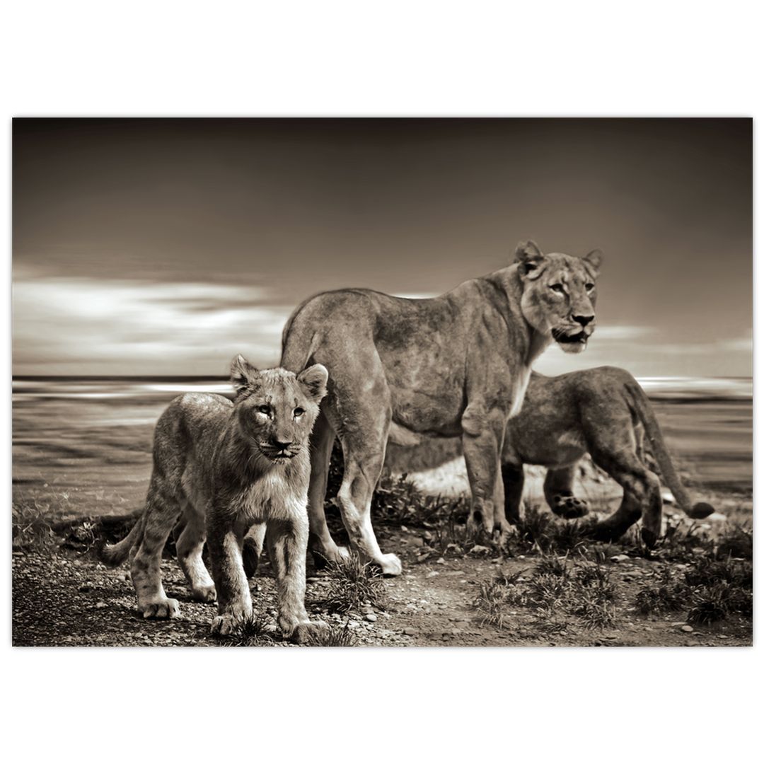 Skleněný obraz černobílých lvů (V020475V7050GD)