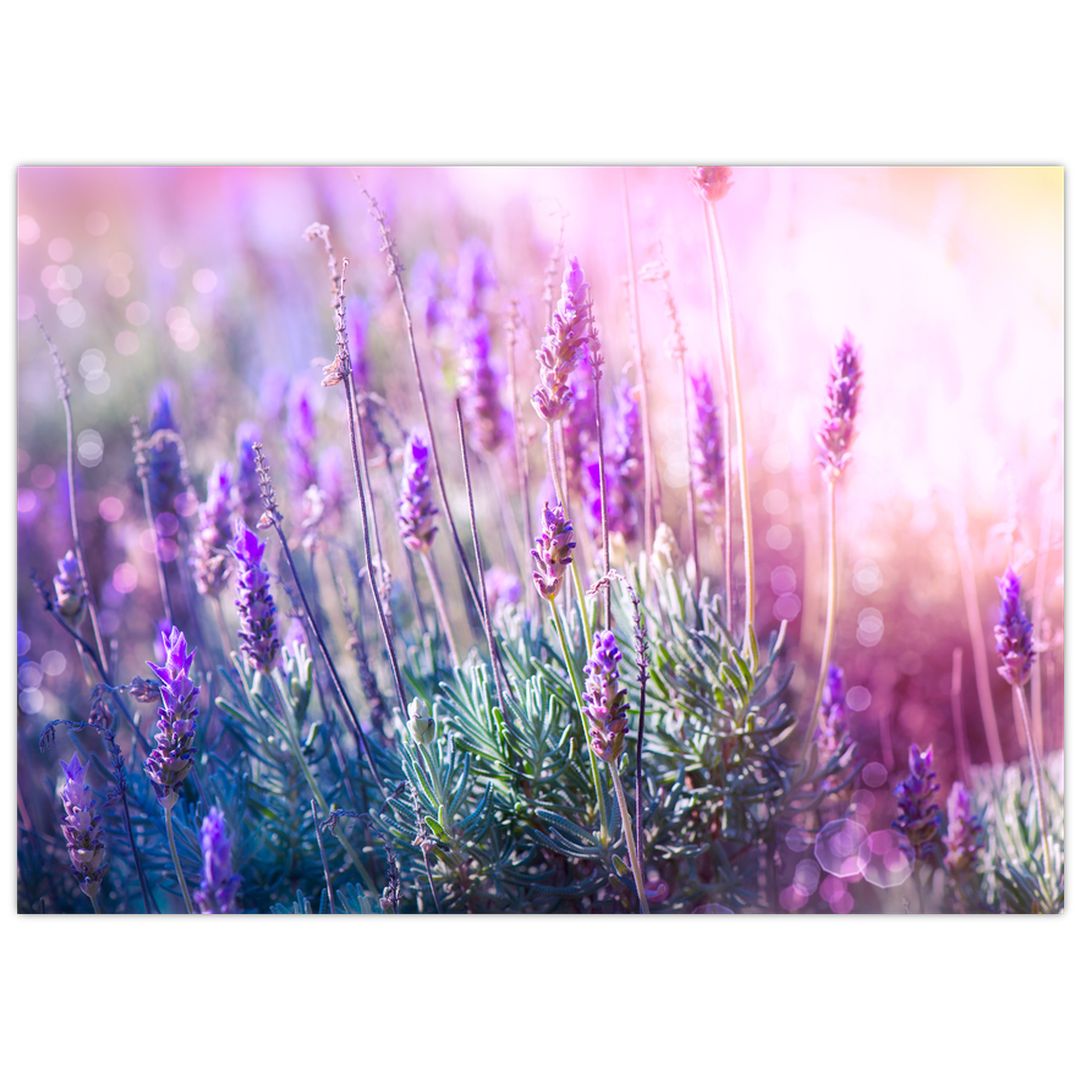Glasbild - Lavendel im Sonnenschein