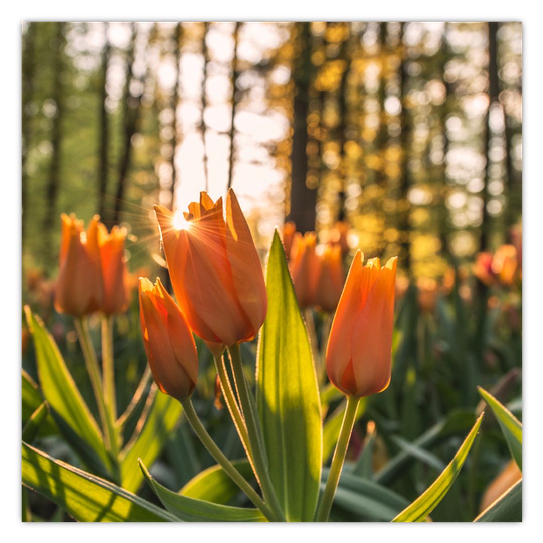 Obraz - oranžové tulipány (V020552V7070)