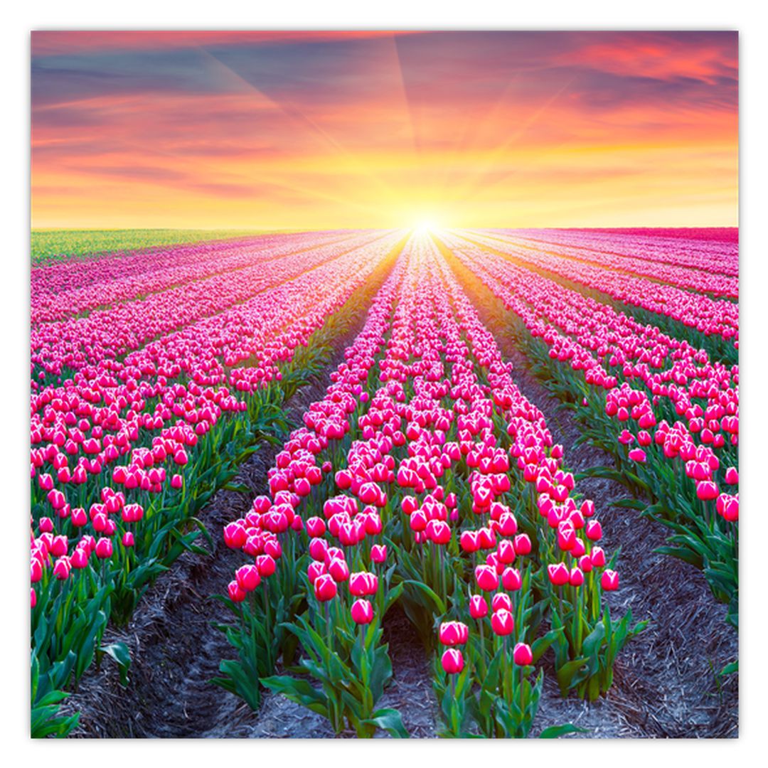 Obraz pole tulipánů se sluncem (V020554V7070)