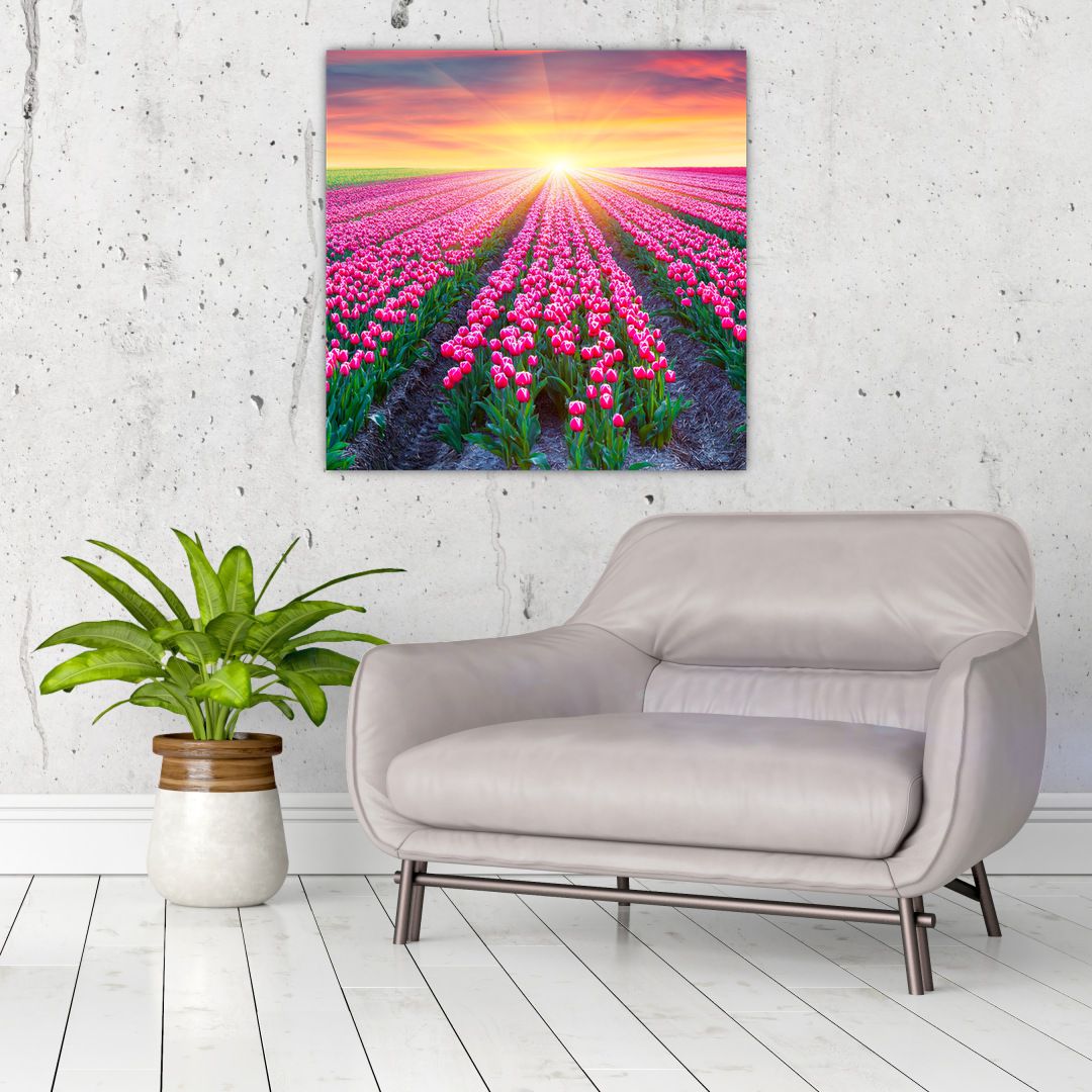 Obraz pole tulipánů se sluncem (V020554V7070)