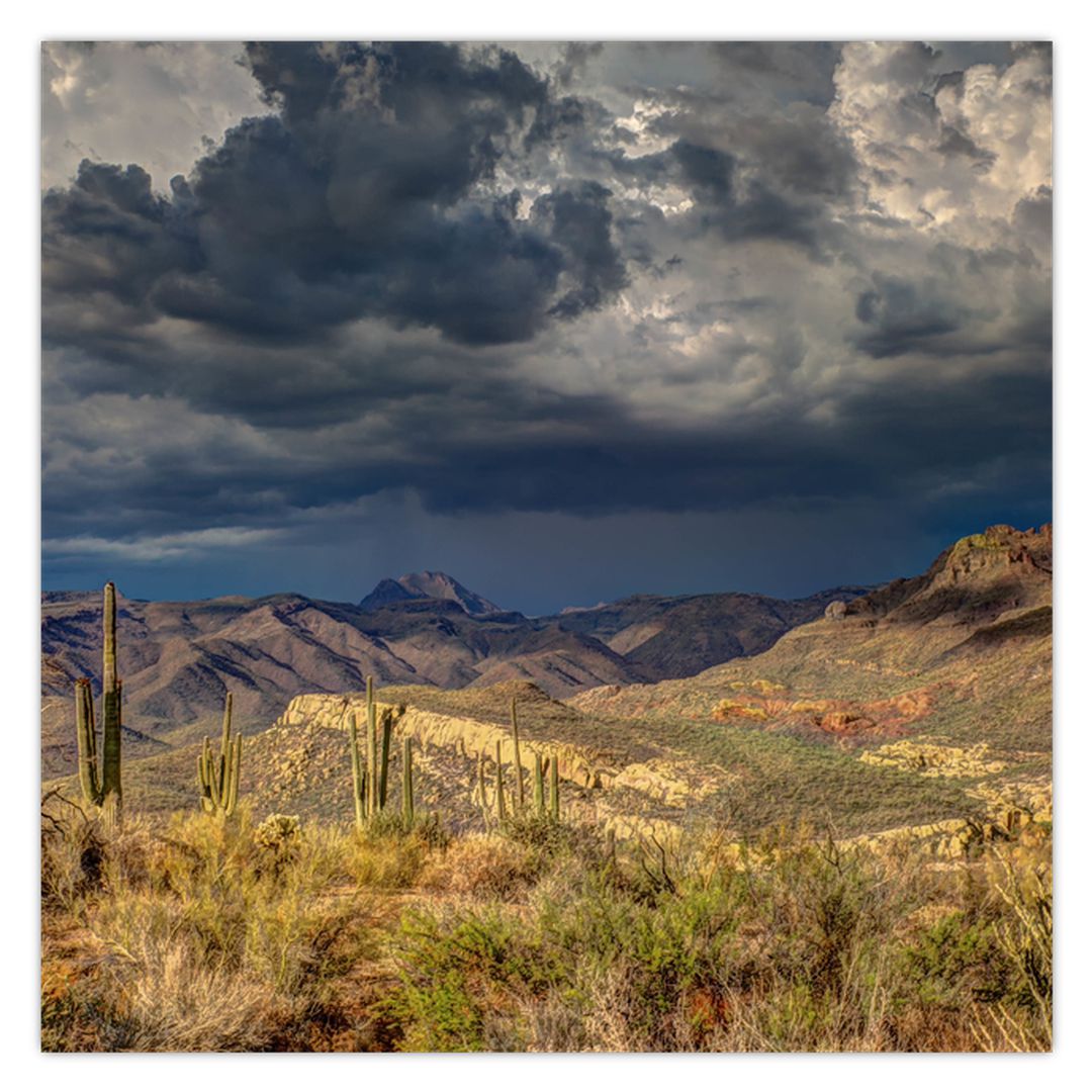 Obraz - kaktusy v přírodě (V020557V7070)