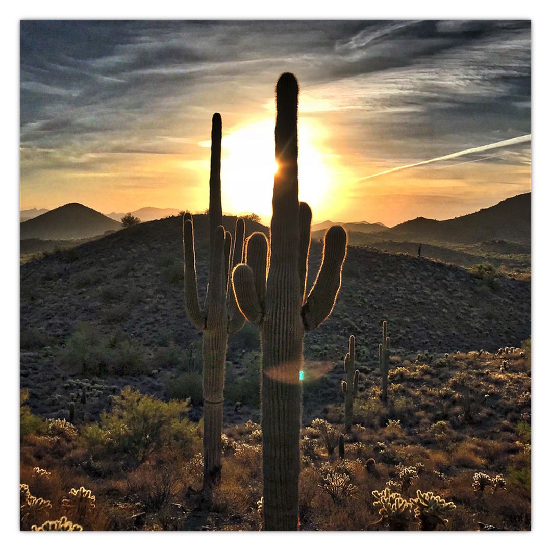 Obraz - kaktusy ve slunci (V020560V7070)