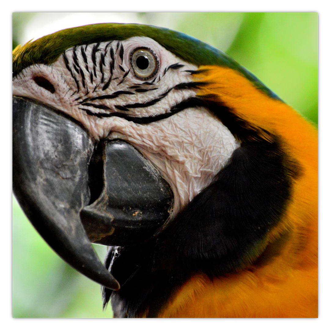Obraz papouška (V020561V7070)