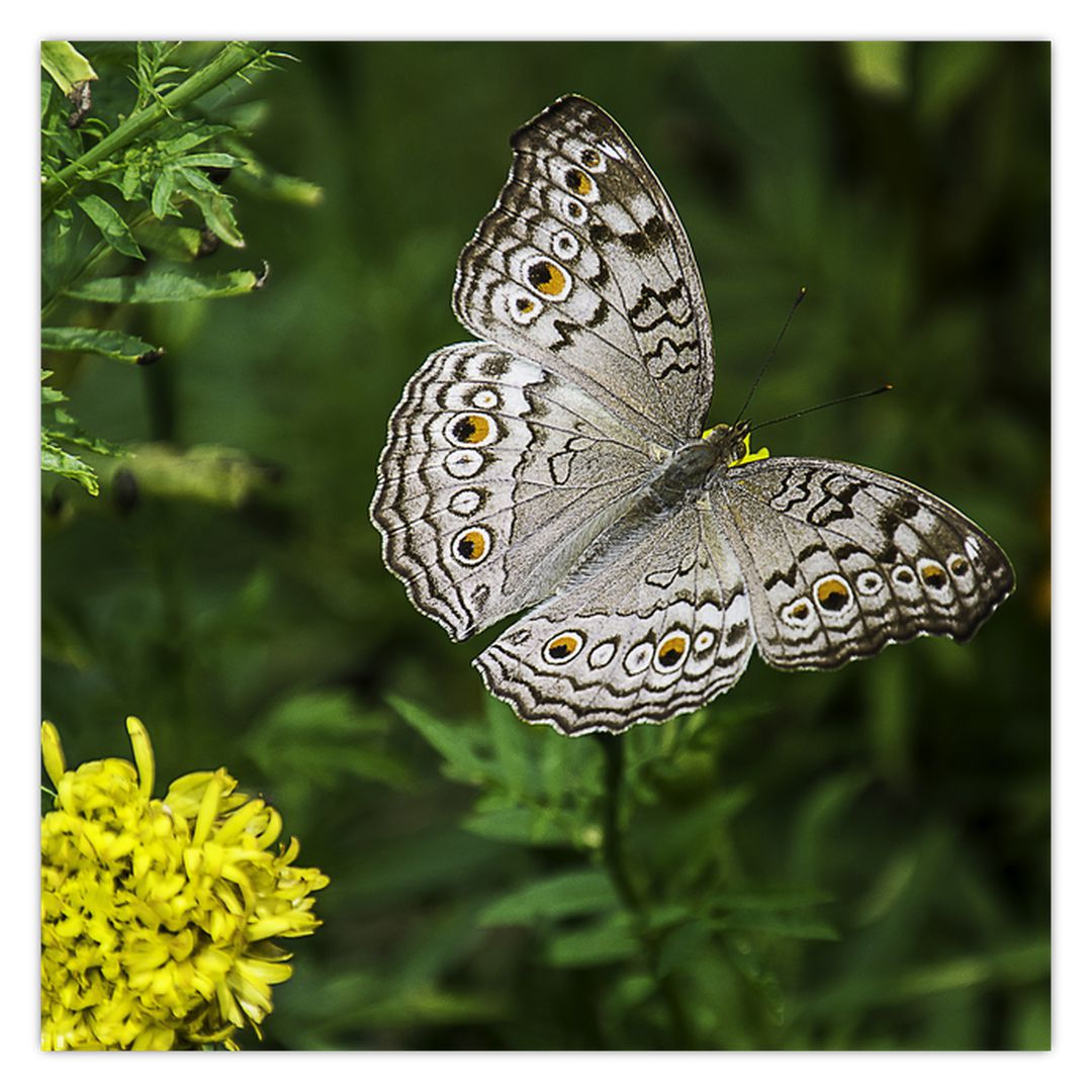 Obraz - bílý motýl (V020576V7070)