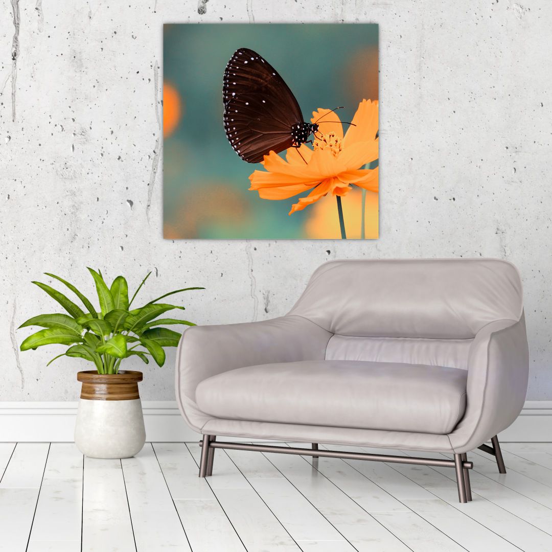 Obraz - motýl na oranžové květině (V020577V7070)