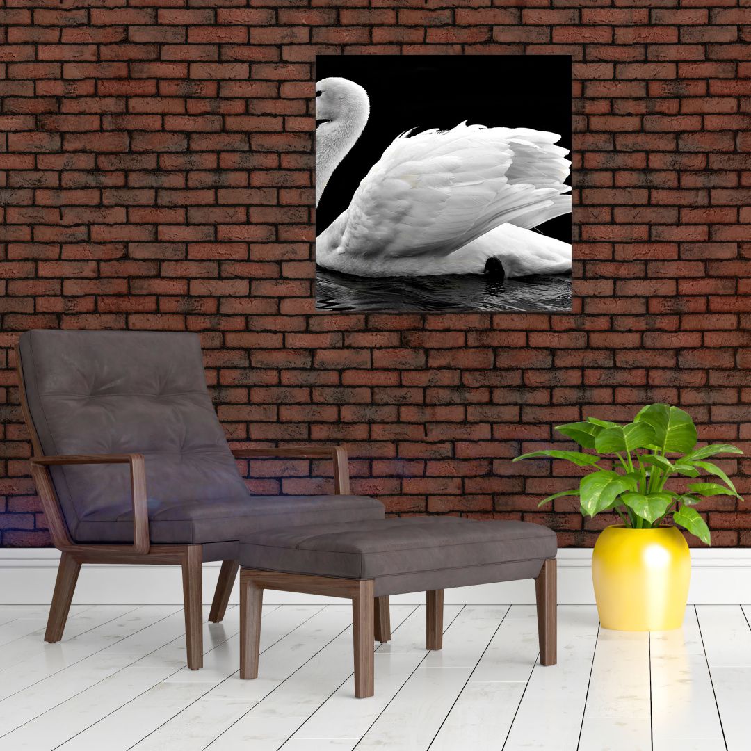 Obraz černobílé labutě (V020586V7070)