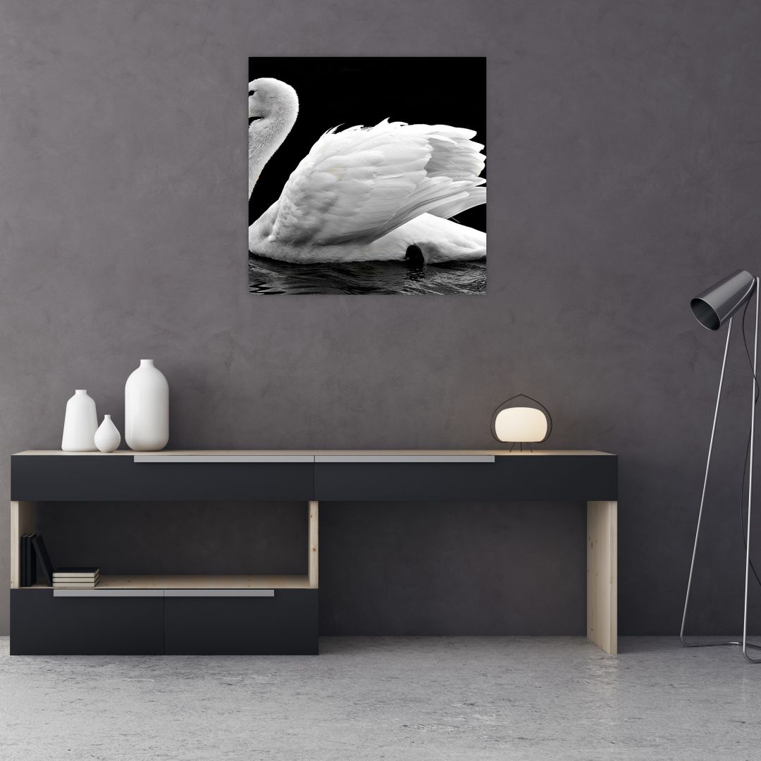 Obraz černobílé labutě (V020586V7070)