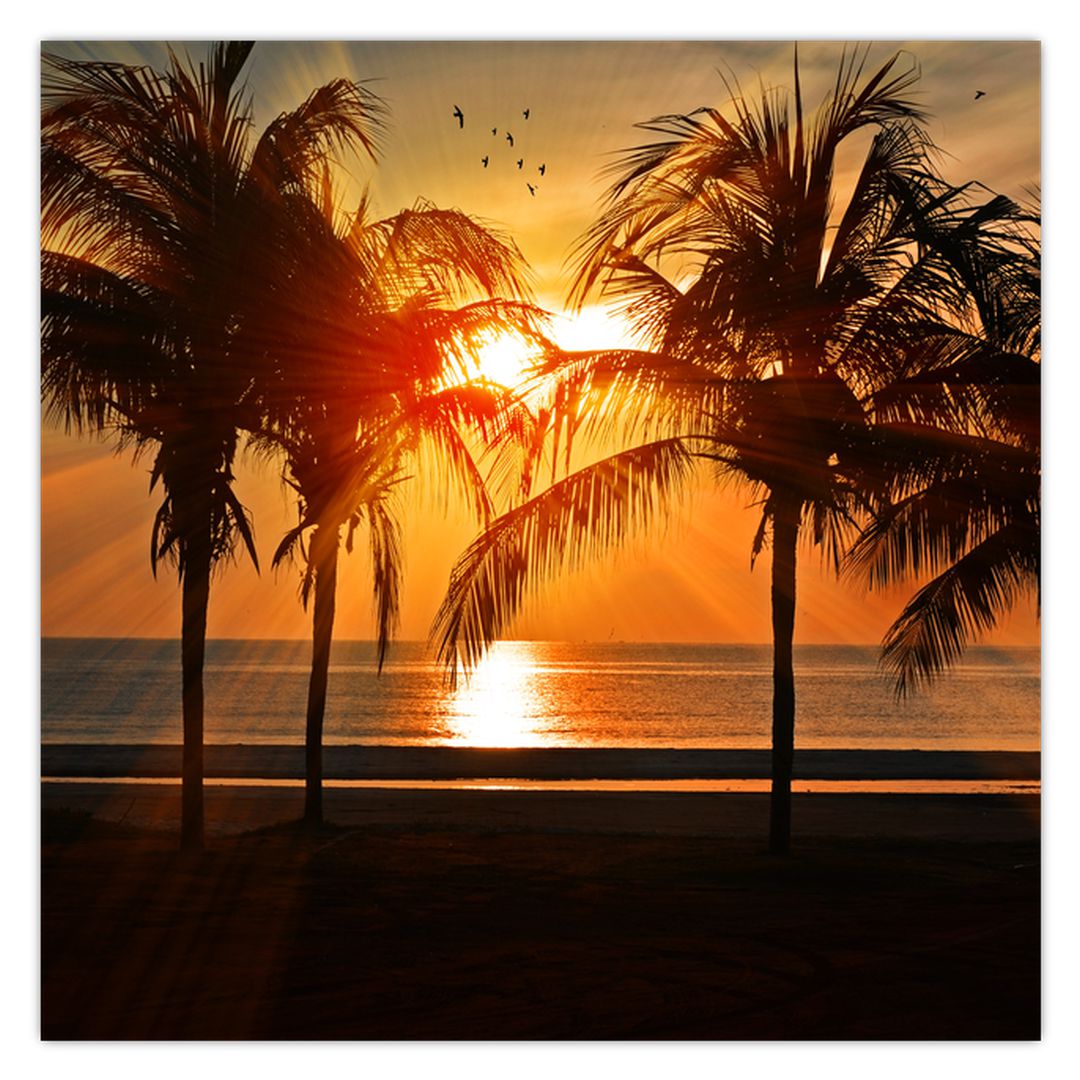 Obraz palmy v západu slunce (V020622V7070)
