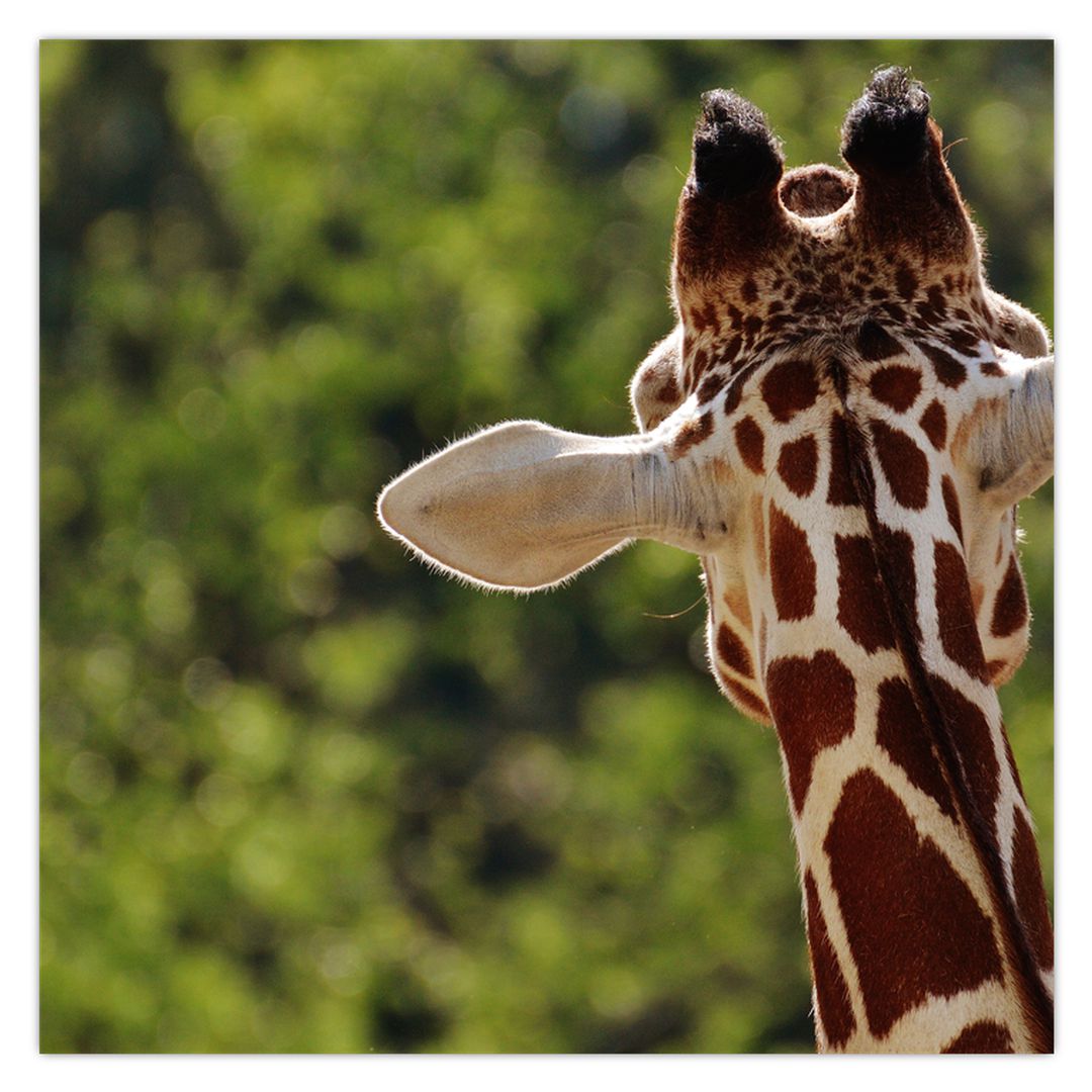 Obraz žirafy zezadu (V020638V7070)