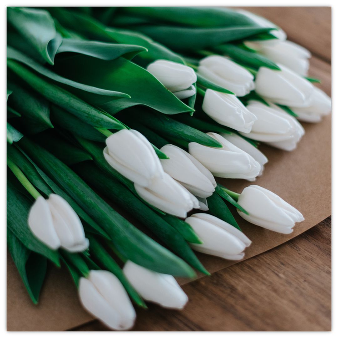 Obraz kytice bílých tulipánů (V020922V7070)