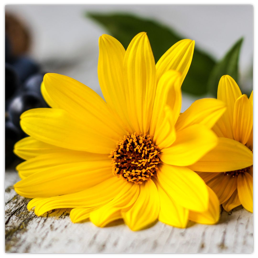 Obraz žluté květiny (V020952V7070)