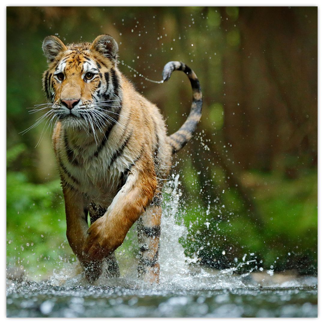 Obraz běžícího tygra (V020979V7070)