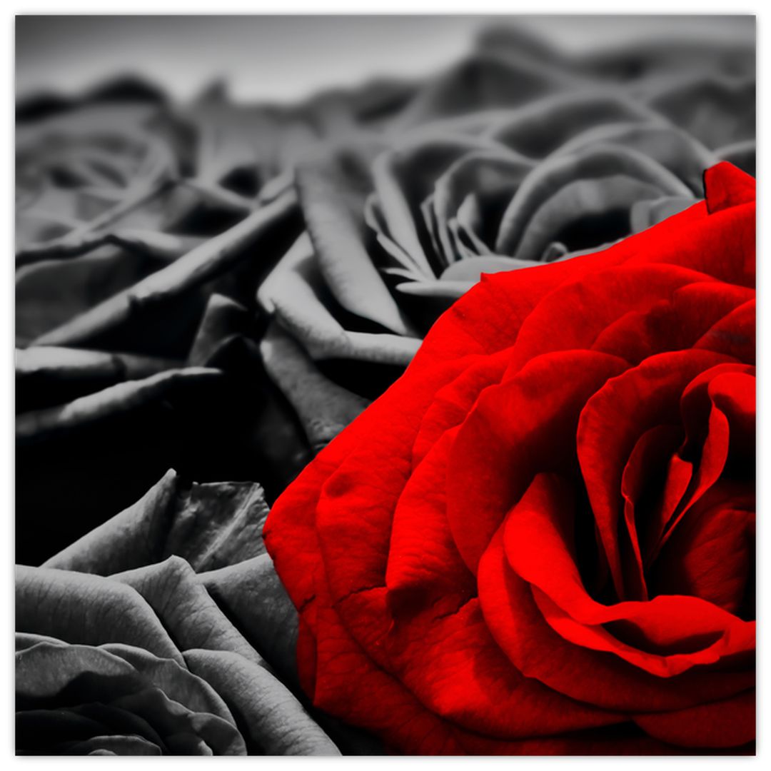 Tablou - Flori de trandafir (V021975V7070)