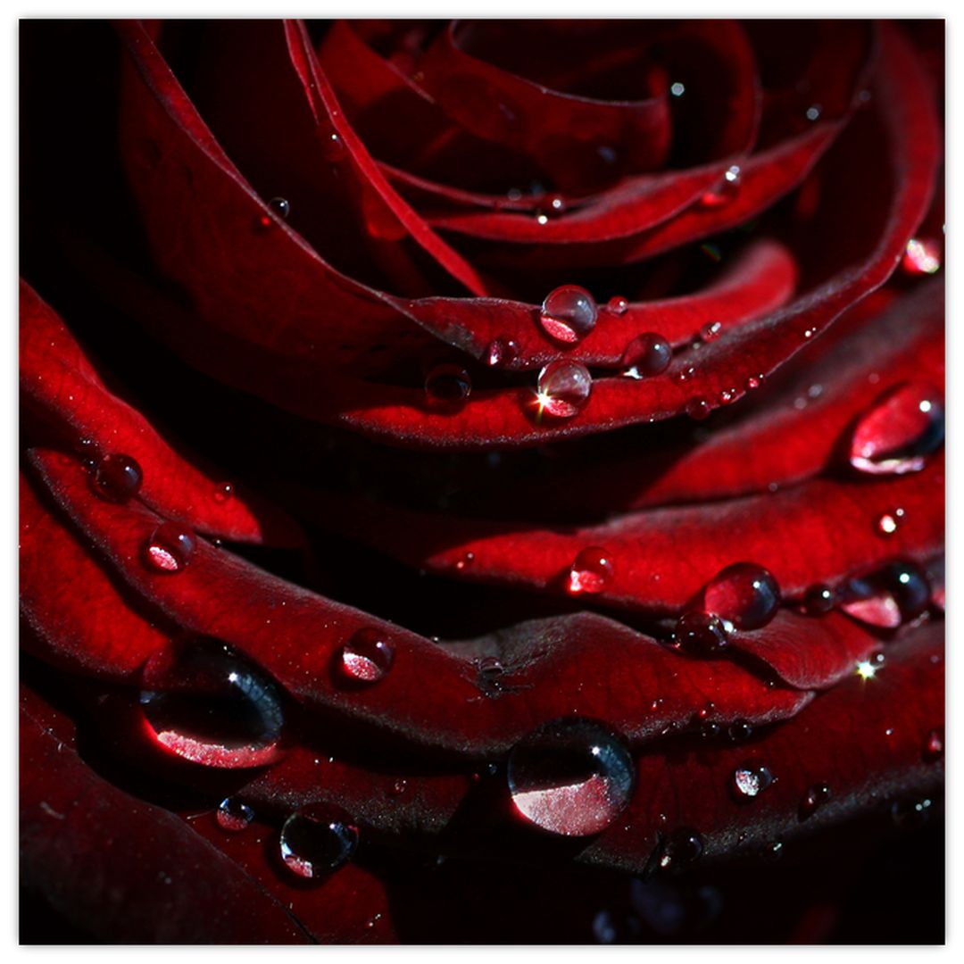 Obraz - Detail růže (V022324V7070)