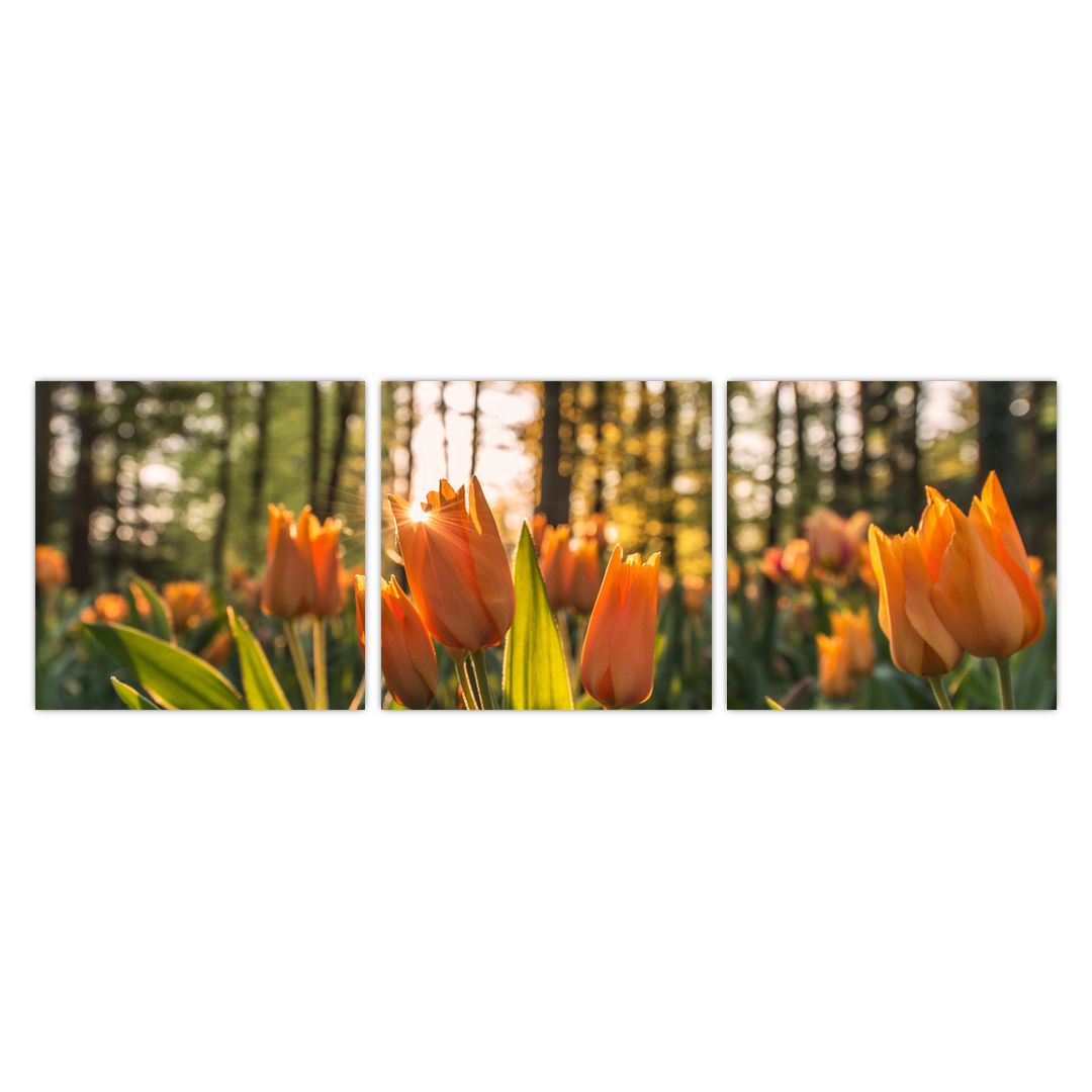 Obraz - oranžové tulipány (V020552V9030)