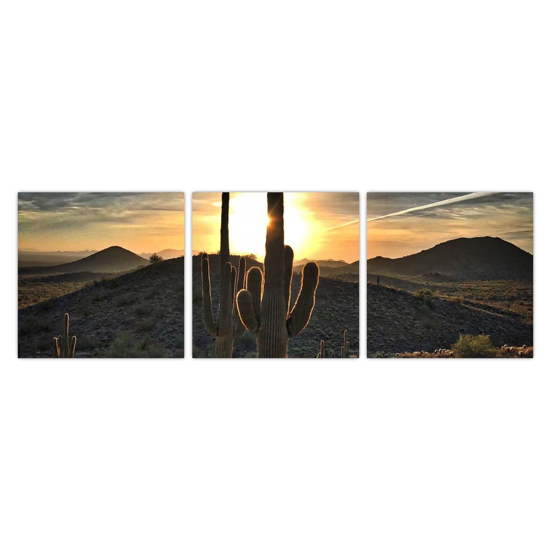 Obraz - kaktusy ve slunci (V020560V9030)