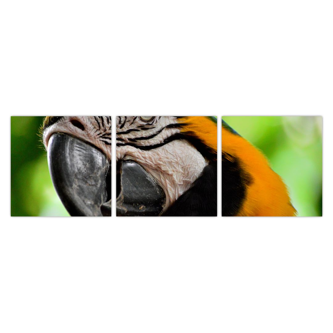 Obraz papouška (V020561V9030)