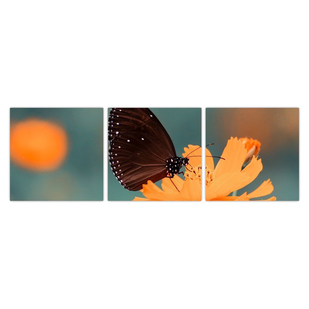 Obraz - motýl na oranžové květině (V020577V9030)