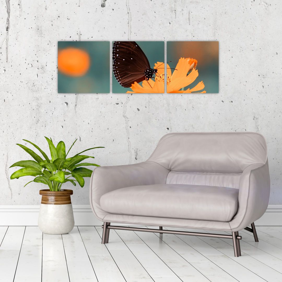 Obraz - motýl na oranžové květině (V020577V9030)