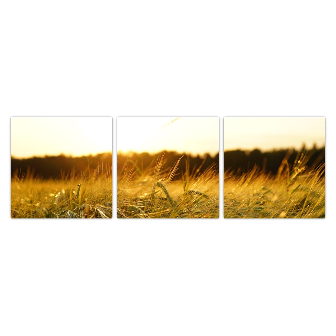 Obraz orosené trávy (V020584V9030)