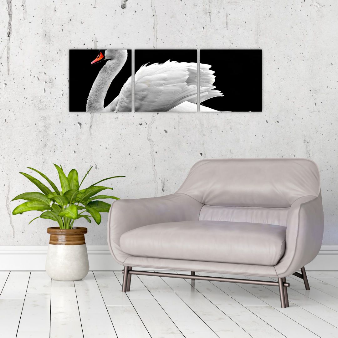 Obraz černobílé labutě (V020586V9030)