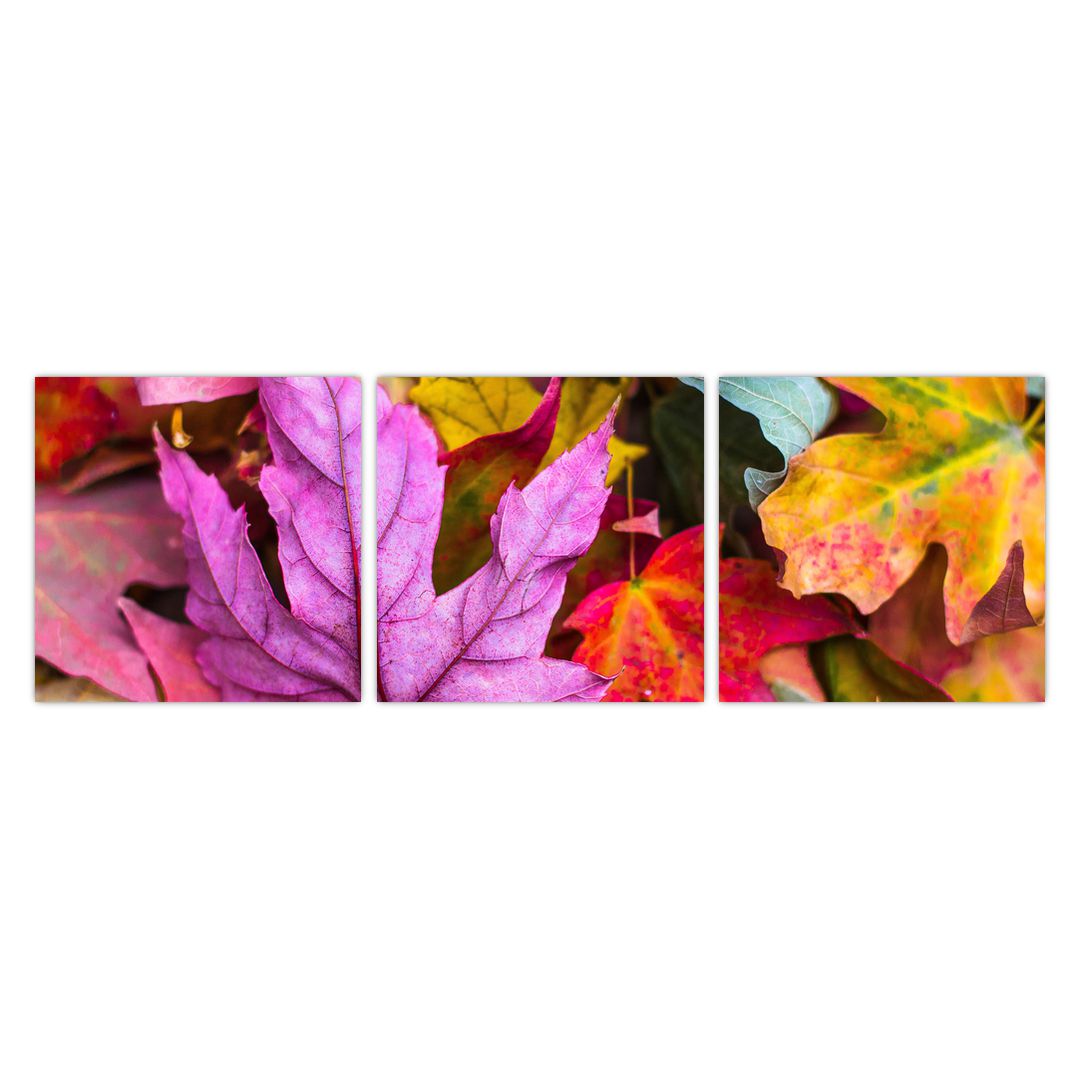 Obraz - podzimní listy (V020629V9030)