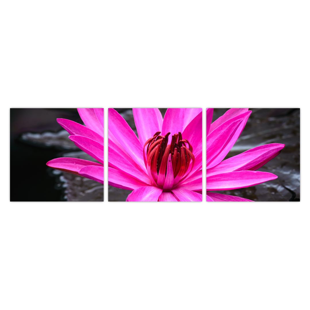 Obraz - růžový květ (V020636V9030)