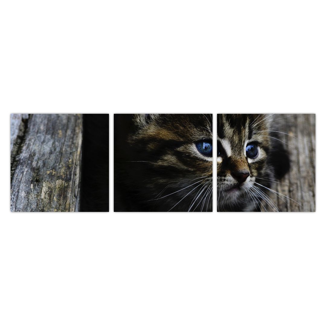 Obraz koťátka (V020637V9030)