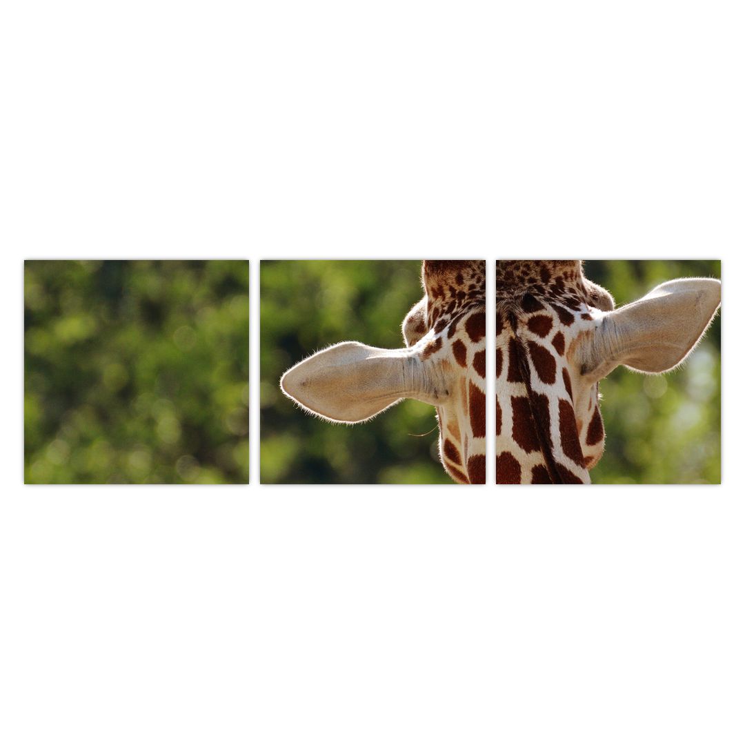 Obraz žirafy zezadu (V020638V9030)