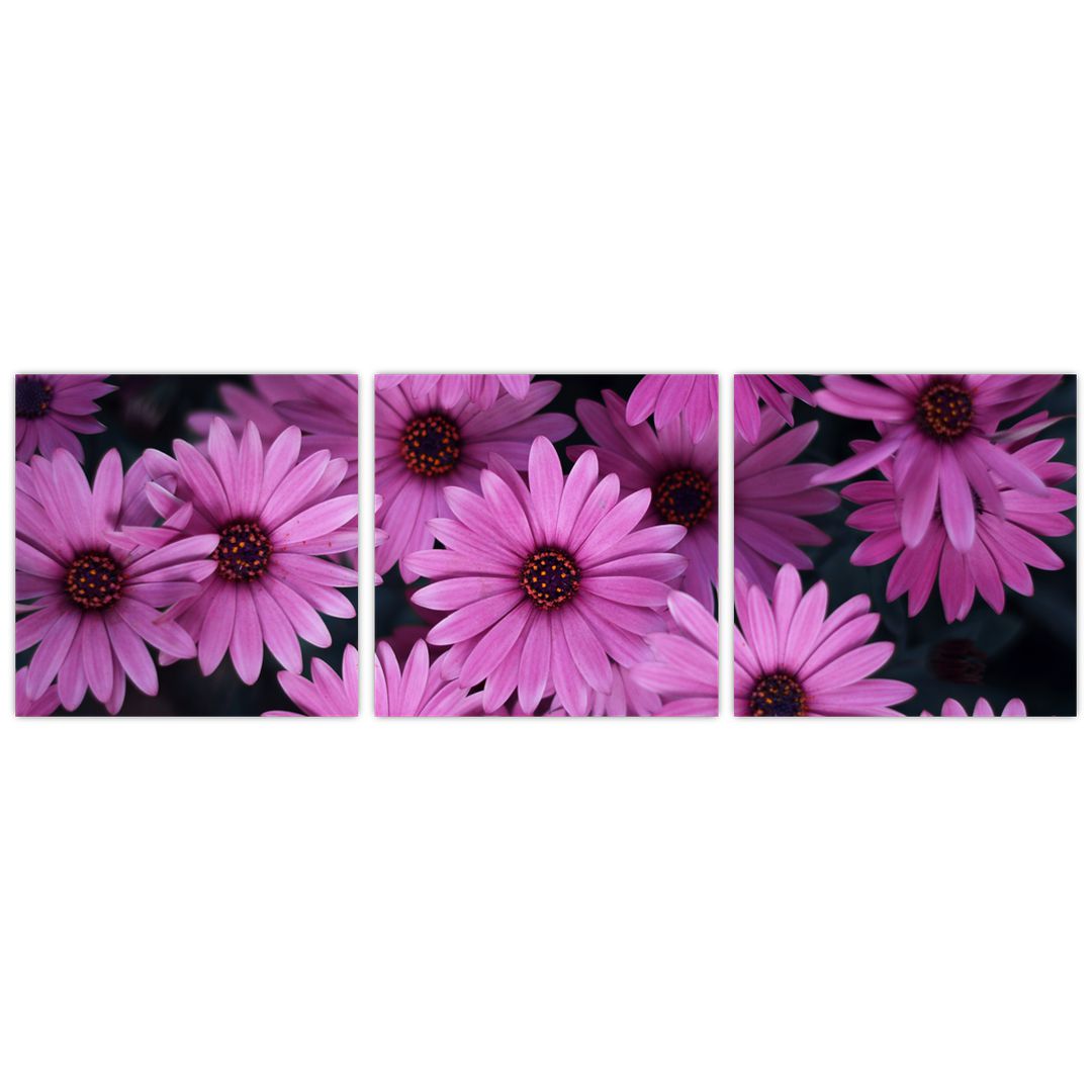 Obraz růžových květů (V020923V9030)