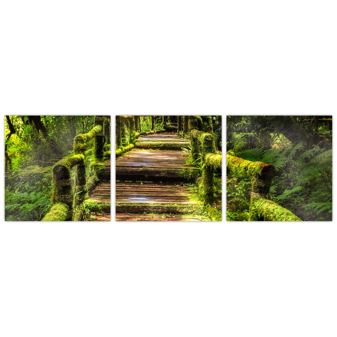Obraz schodů v deštném pralese (V020941V9030)
