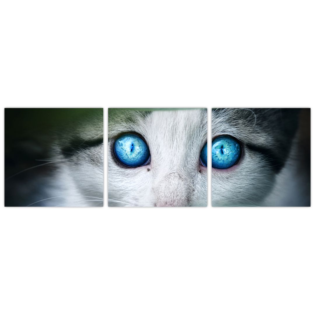 Obraz kočky (V020944V9030)
