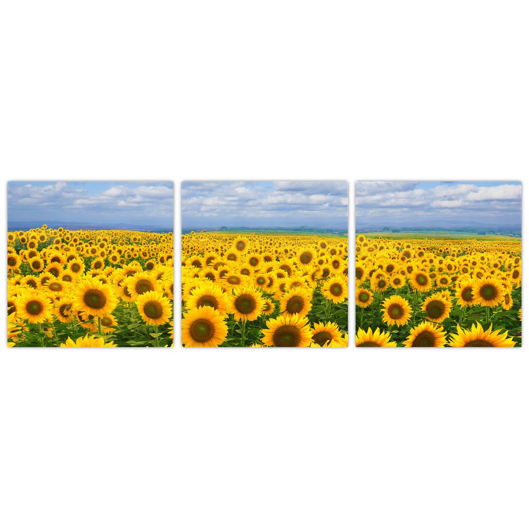 Obraz slunečnicového pole (V020946V9030)