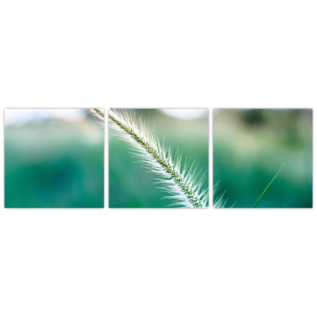 Obraz stébla trávy (V020962V9030)