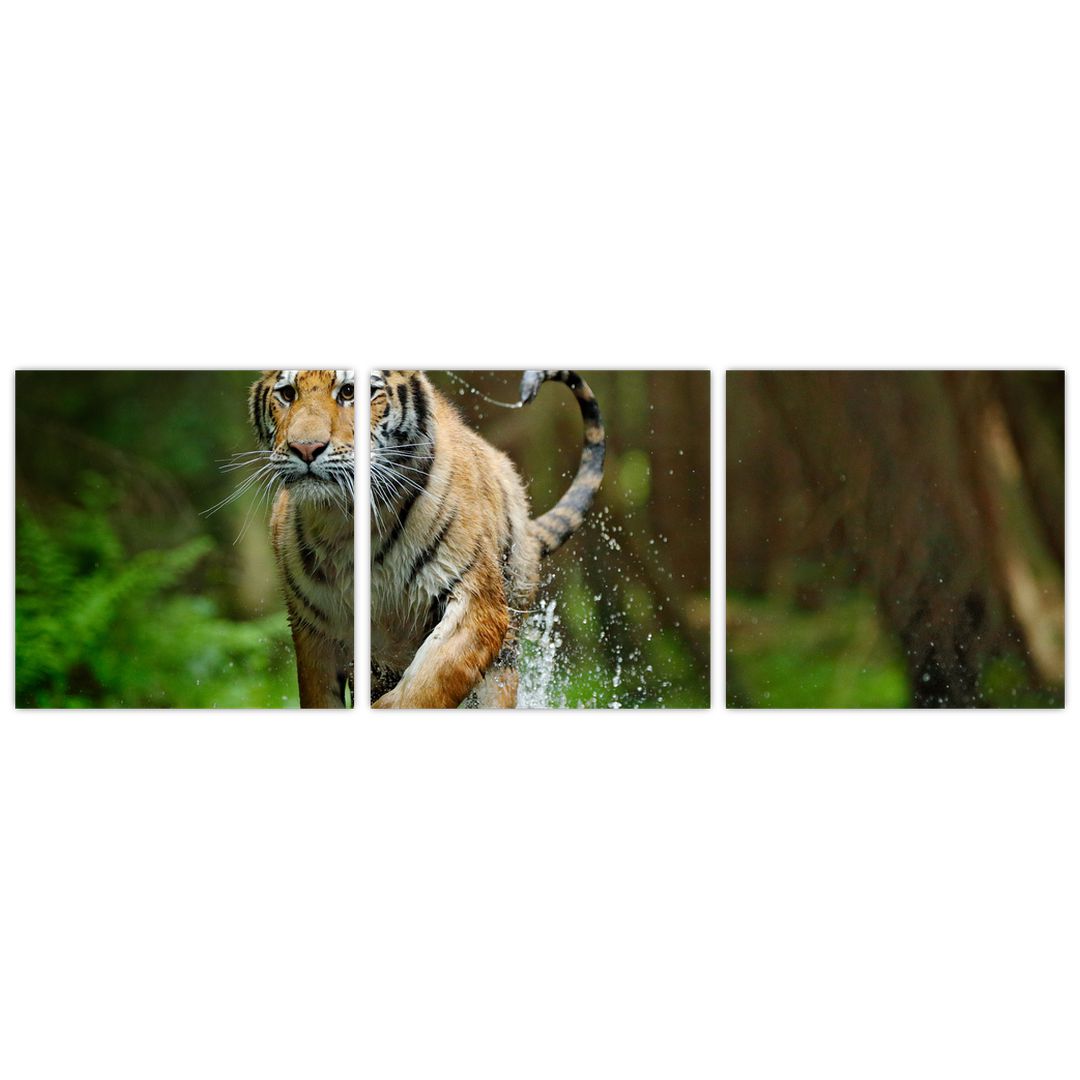Obraz běžícího tygra (V020979V9030)