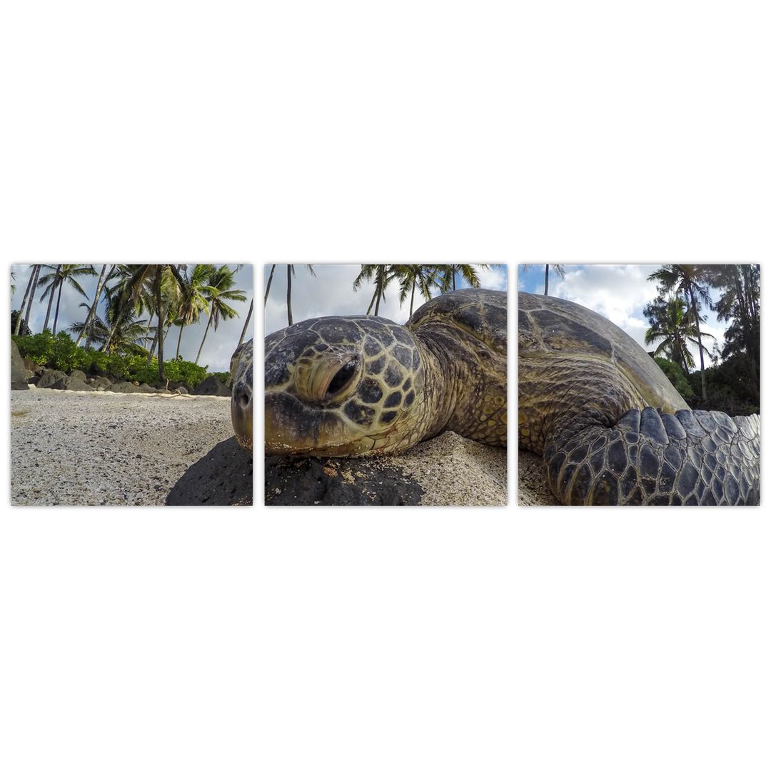 Obraz želvy (V020992V9030)