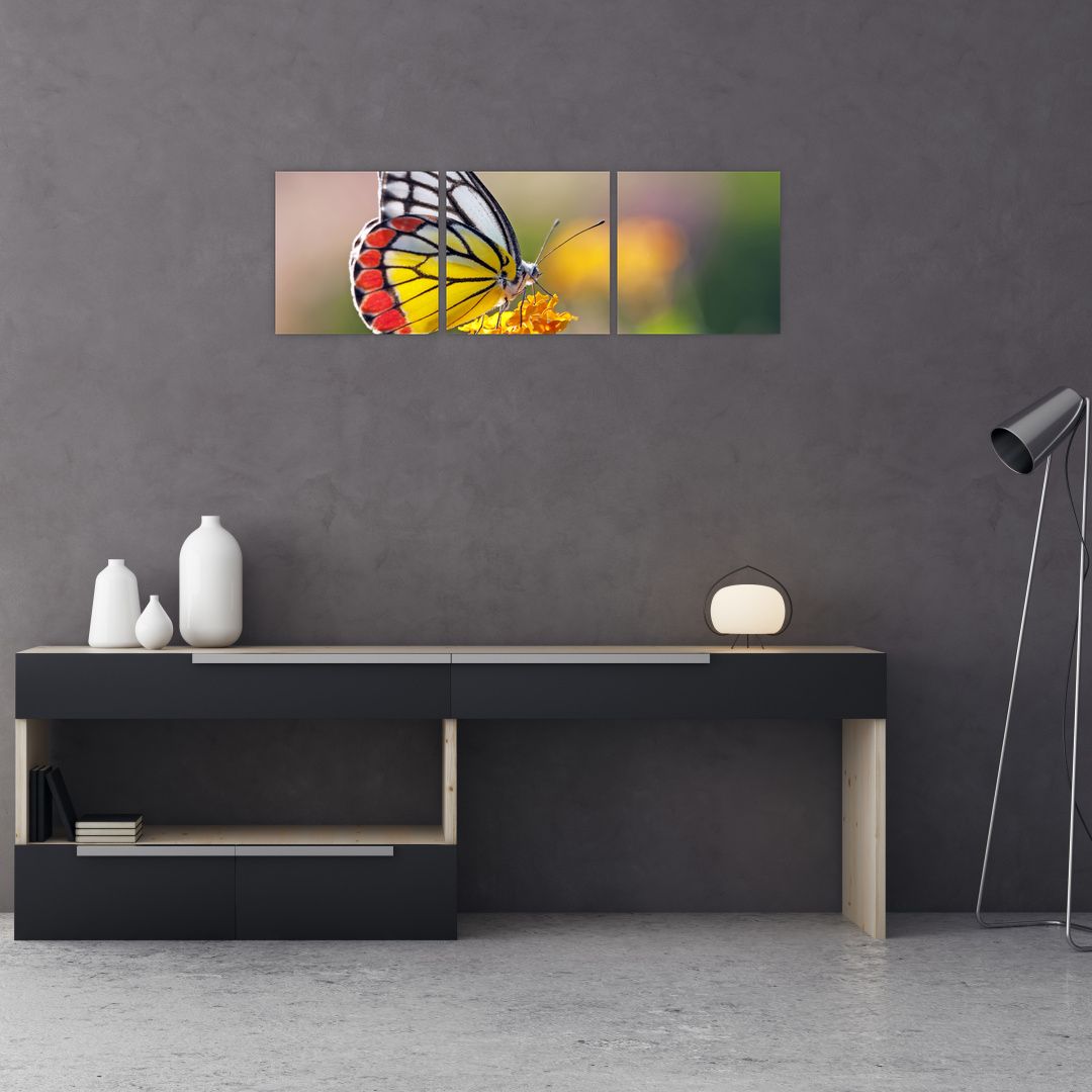Obraz motýla na květu (V022330V9030)