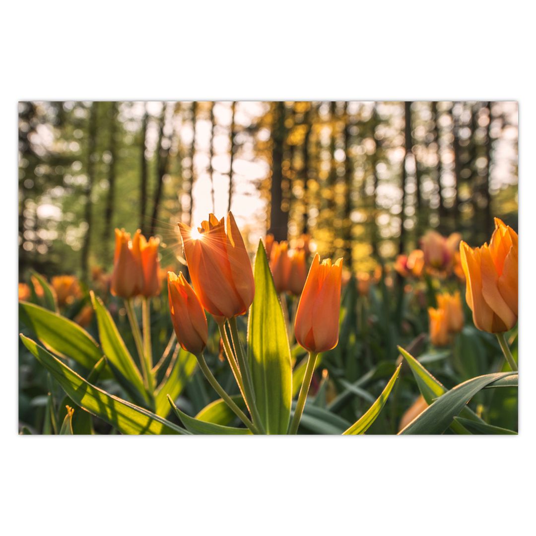 Obraz - oranžové tulipány (V020552V9060)