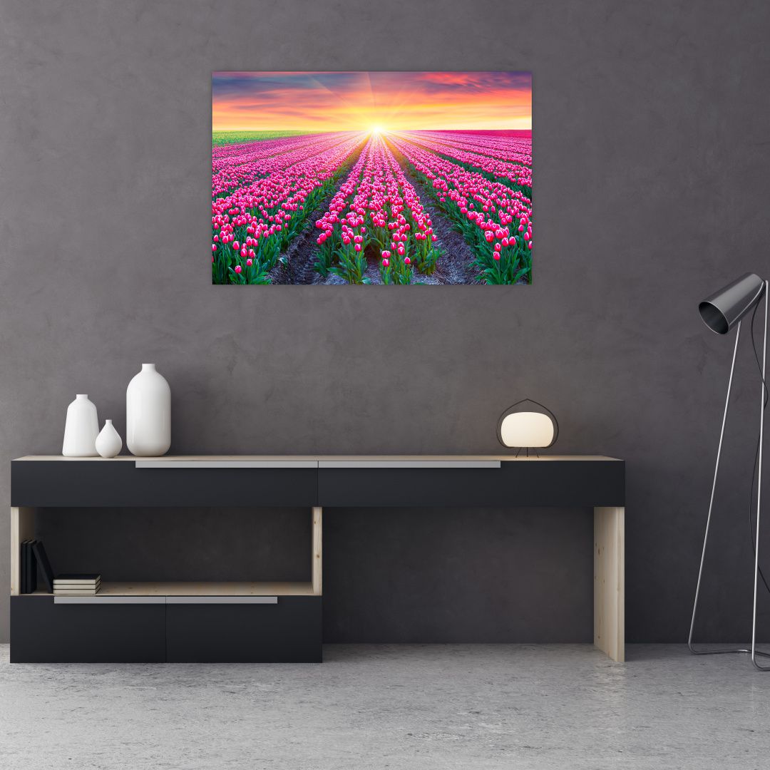 Obraz pole tulipánů se sluncem (V020554V9060)