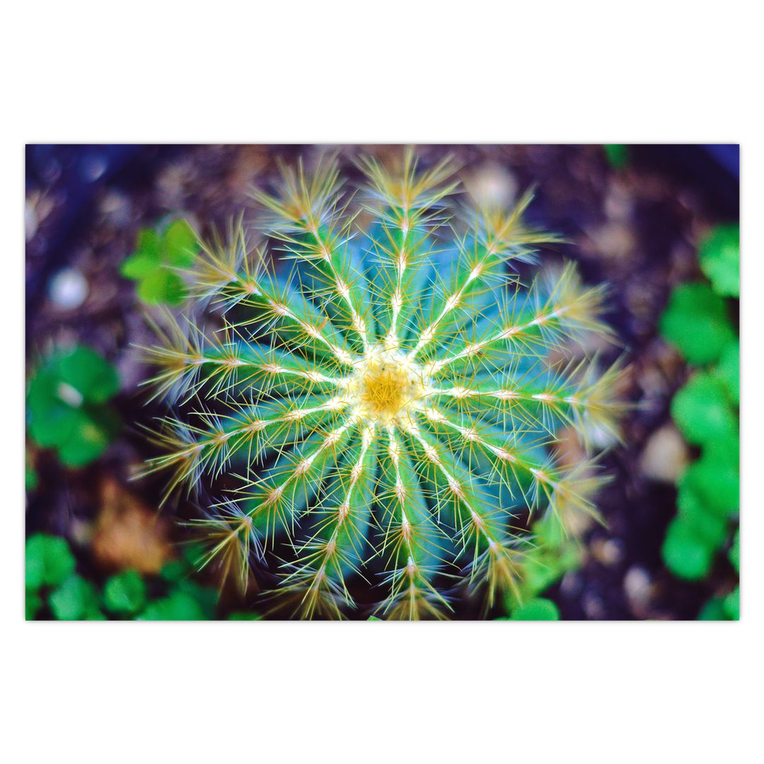 Obraz kaktusu (V020556V9060)