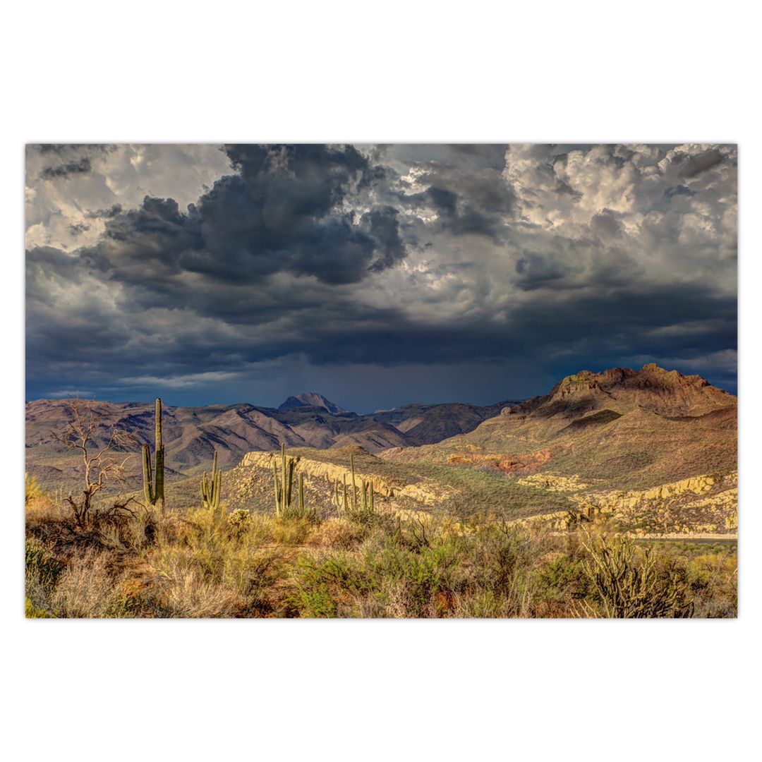 Obraz - kaktusy v přírodě (V020557V9060)
