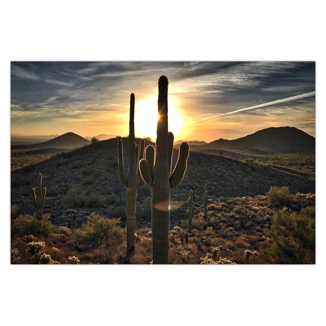 Obraz - kaktusy ve slunci (V020560V9060)