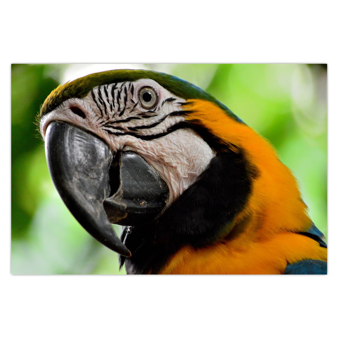 Obraz papouška (V020561V9060)