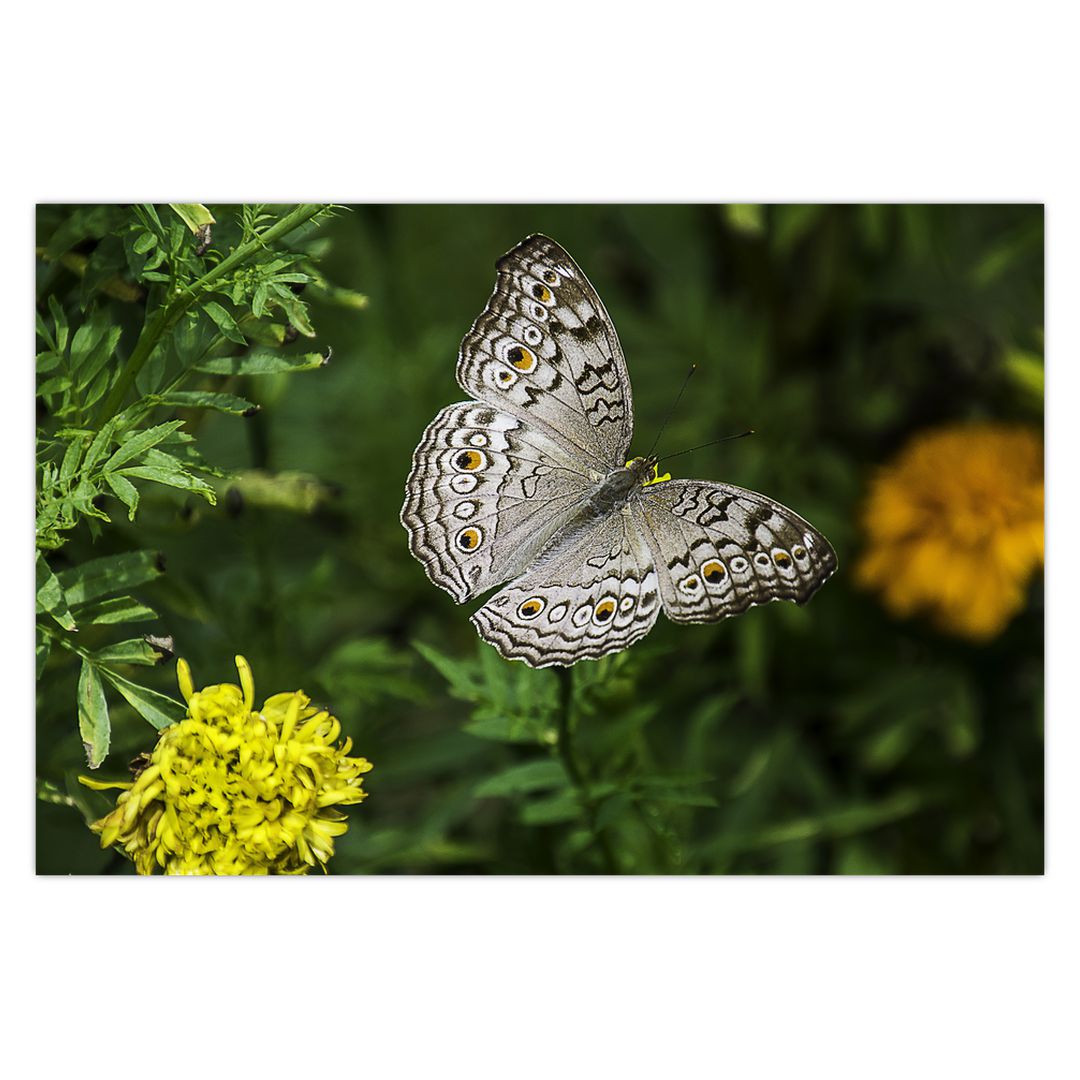 Obraz - bílý motýl (V020576V9060)