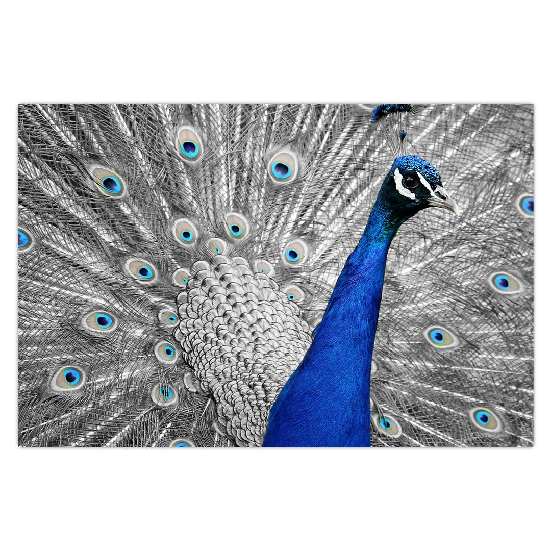 Obraz - modrý páv (V020578V9060)