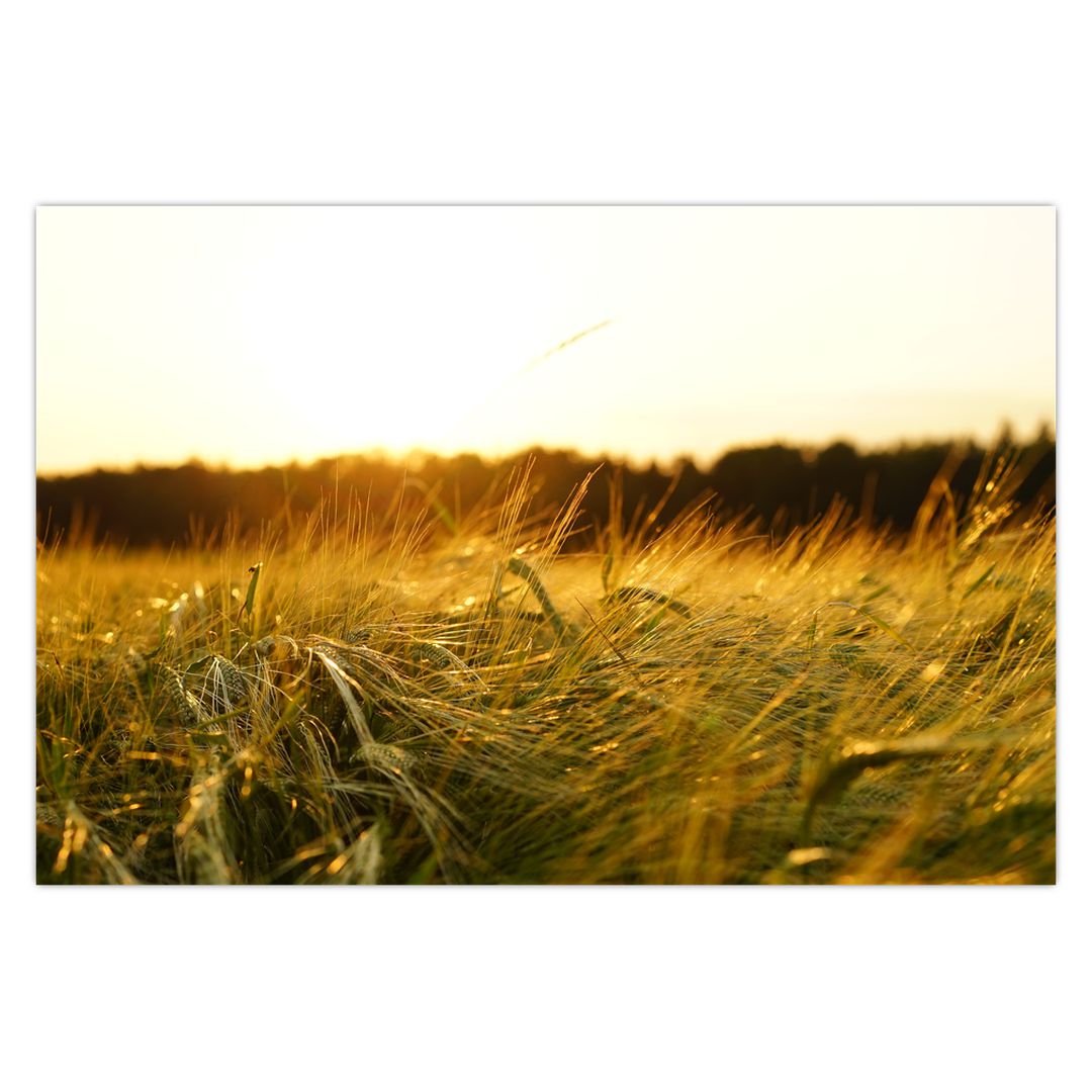 Obraz orosené trávy (V020584V9060)