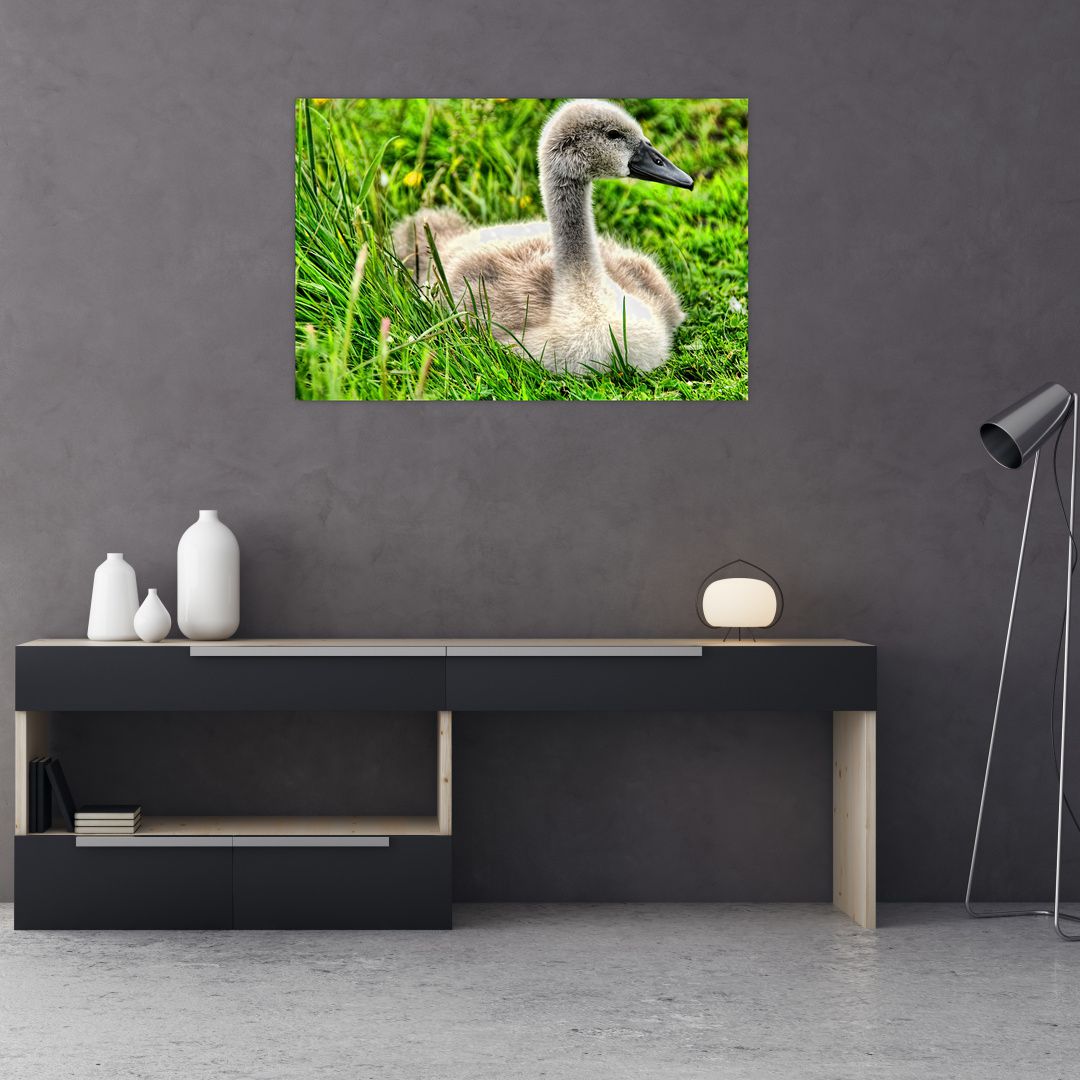 Obraz - malá labuť v trávě (V020585V9060)
